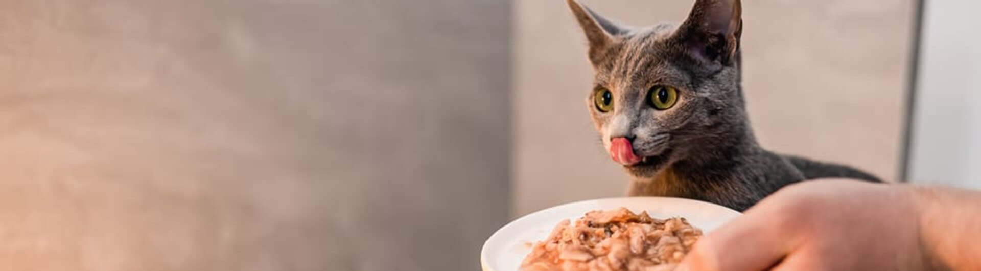 Chat gris se lèche les babines devant sa gamelle de pâté