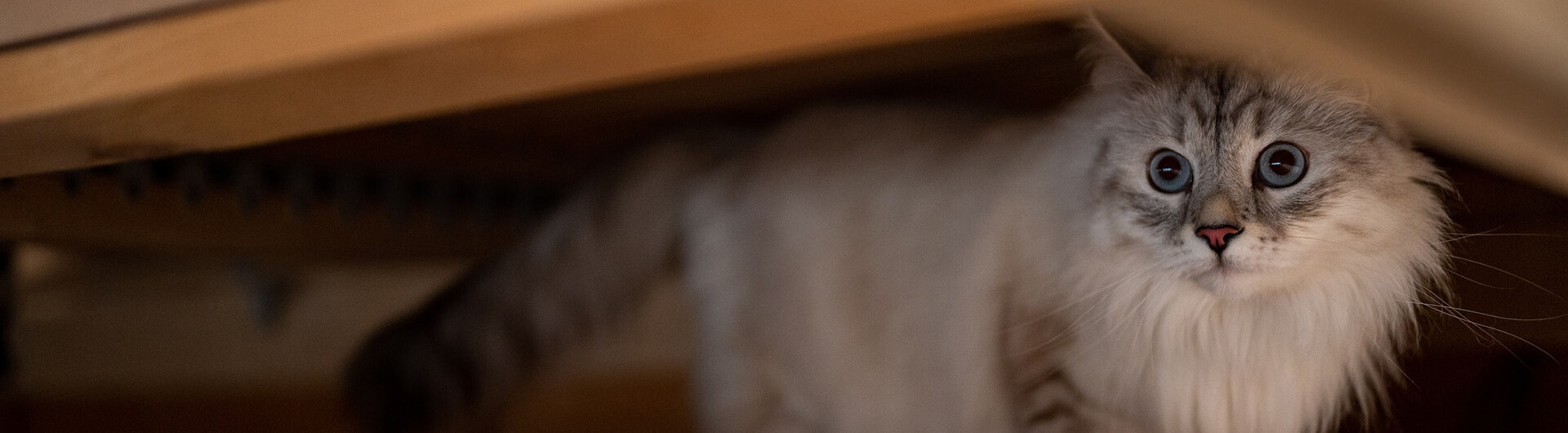 Chat gris à poil long caché sous le lit