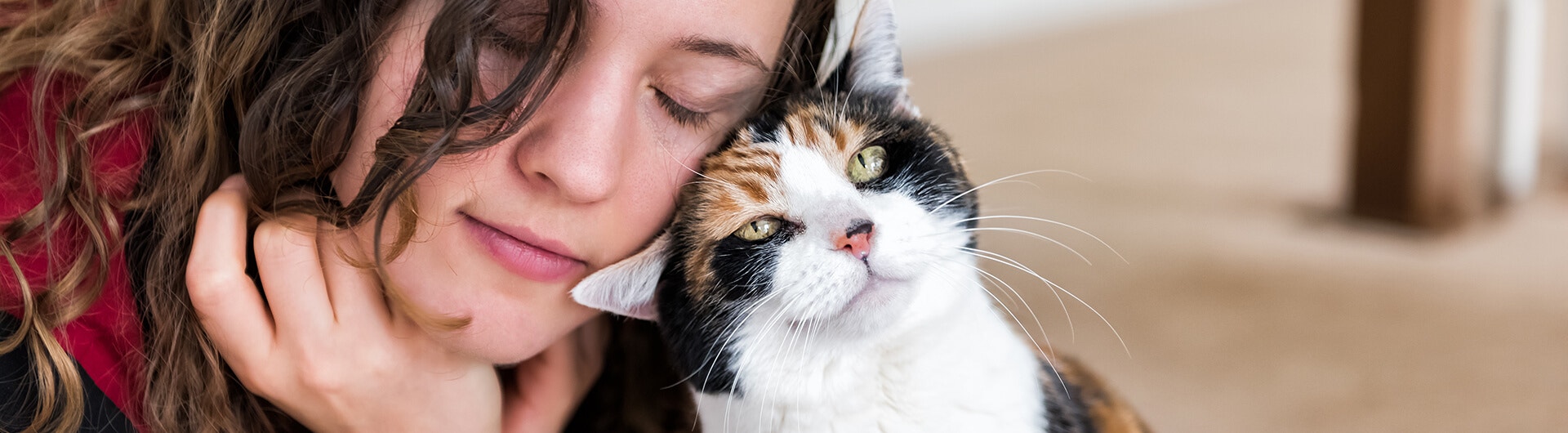 Chat écaille de tortue frotte sa tête sur sa maîtresse.