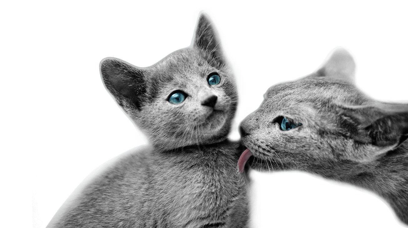 kitten desktop