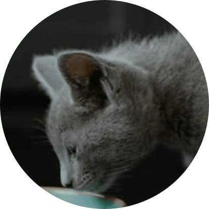 Facile à mâcher pour les chatons