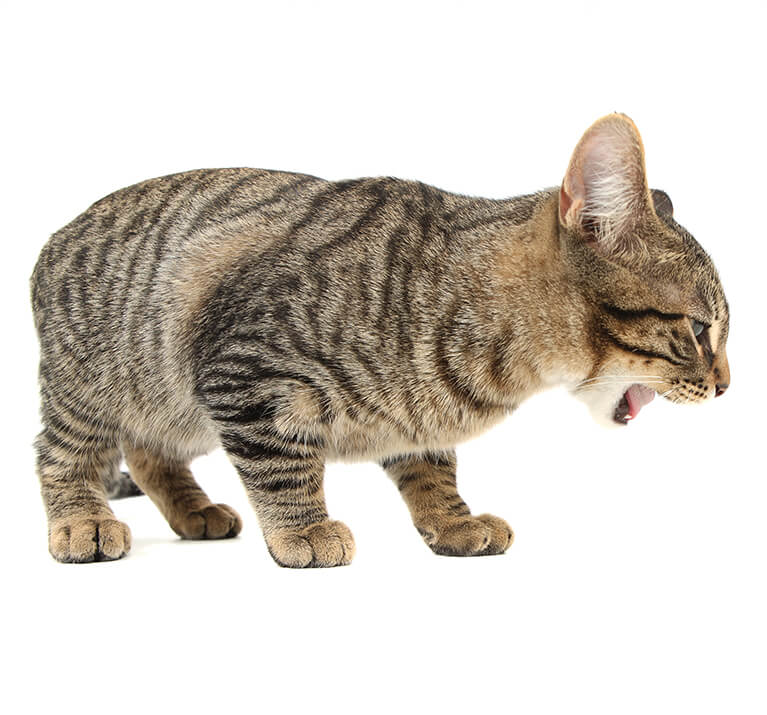 Chat en train de vomir sur un fond clair