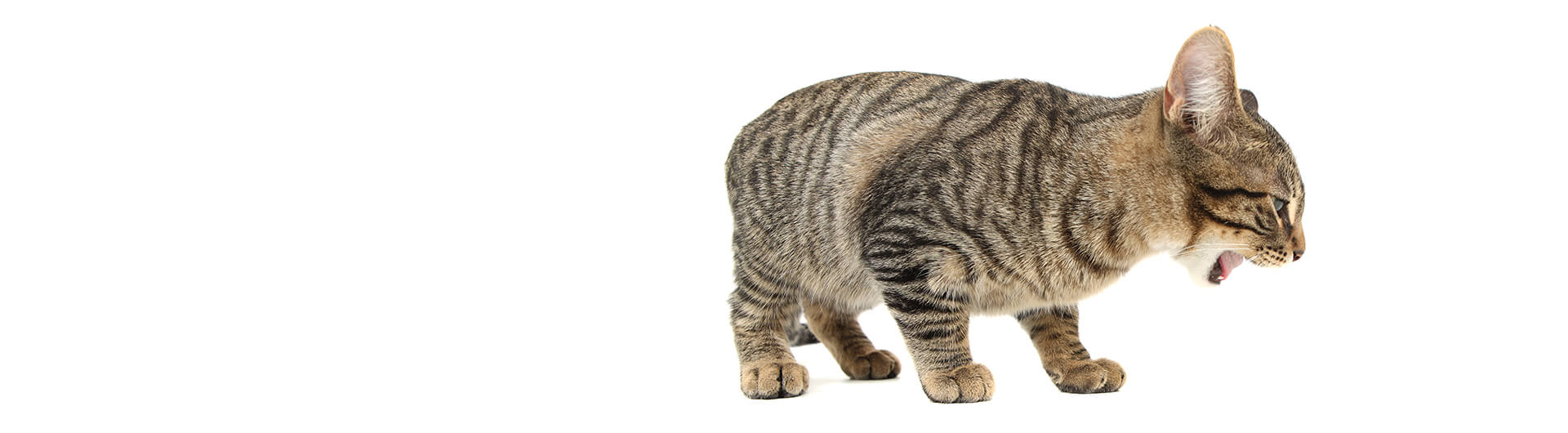 Chat en train de vomir sur un fond clair