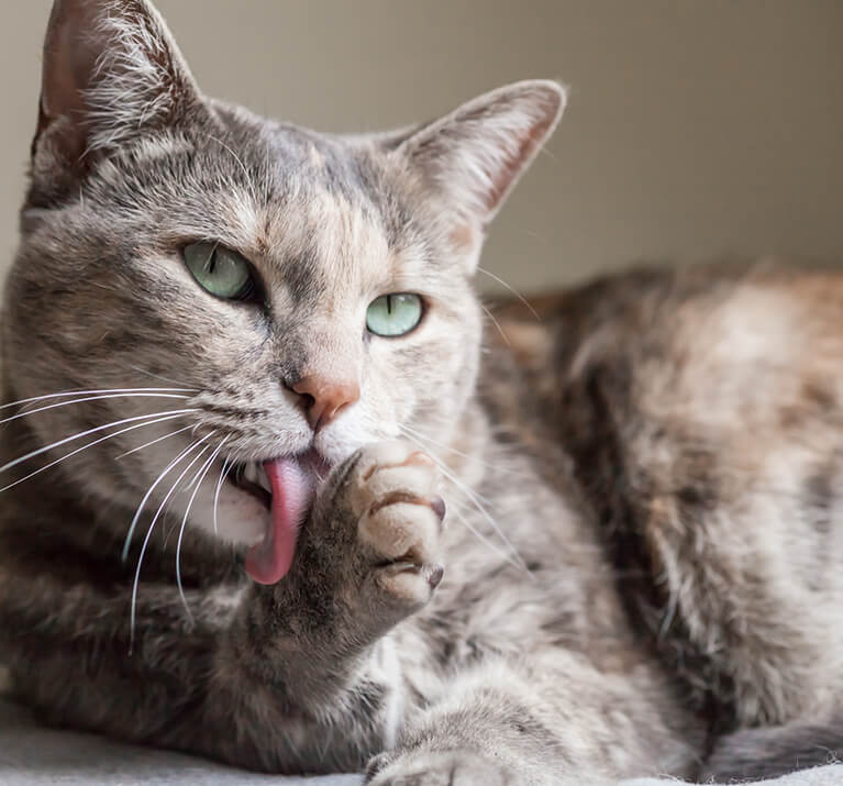 chat léchant sa patte