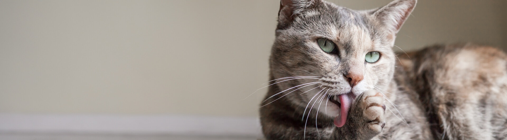 chat léchant sa patte