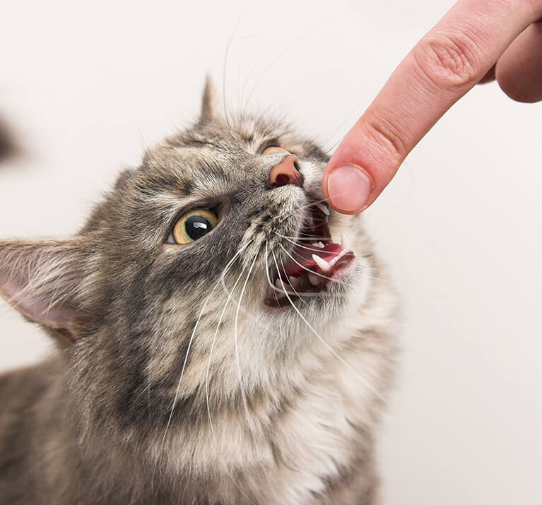 chat mordant le doigt d'un humain