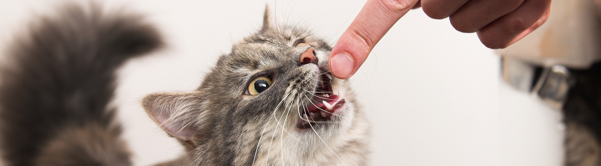 chat mordant le doigt d'un humain