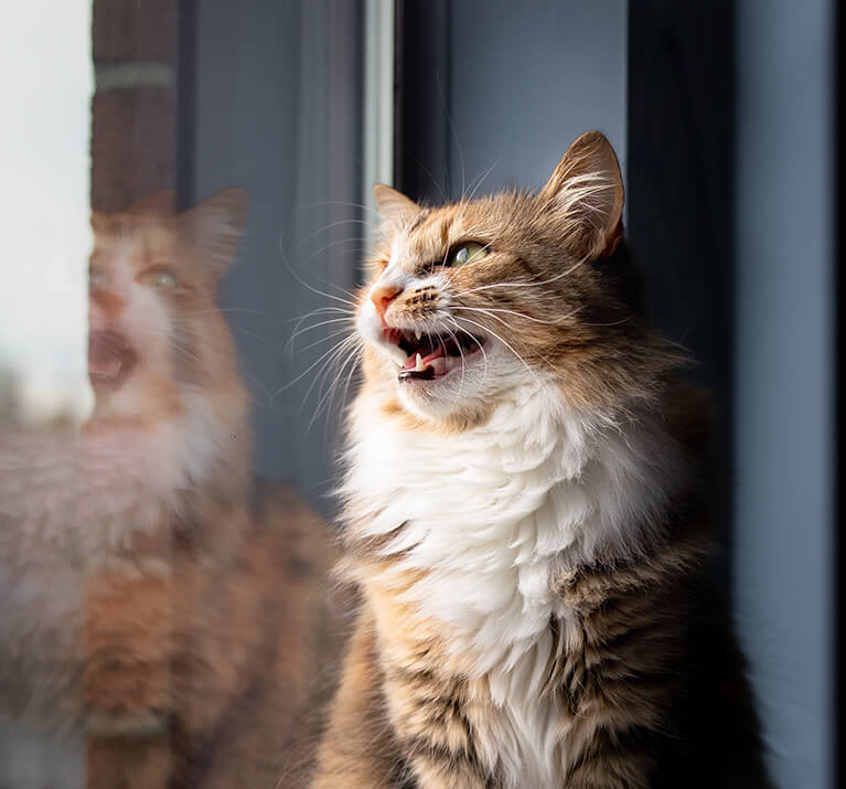chat avec la bouche ouverte sur le point d'éternuer