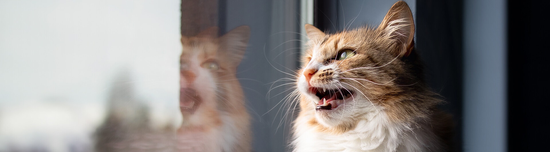 chat avec la bouche ouverte sur le point d'éternuer