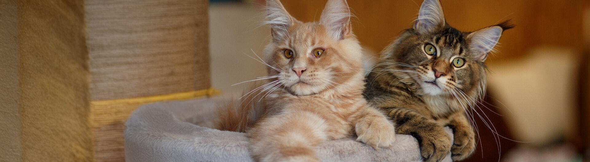 deux chats mignons dans un panier