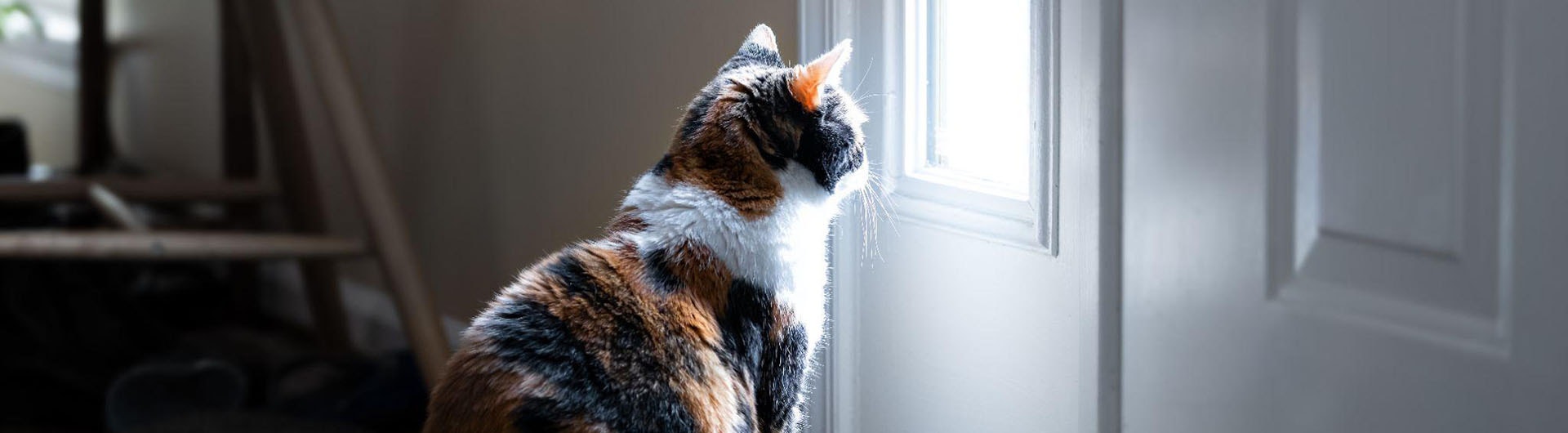 chat laissé seul