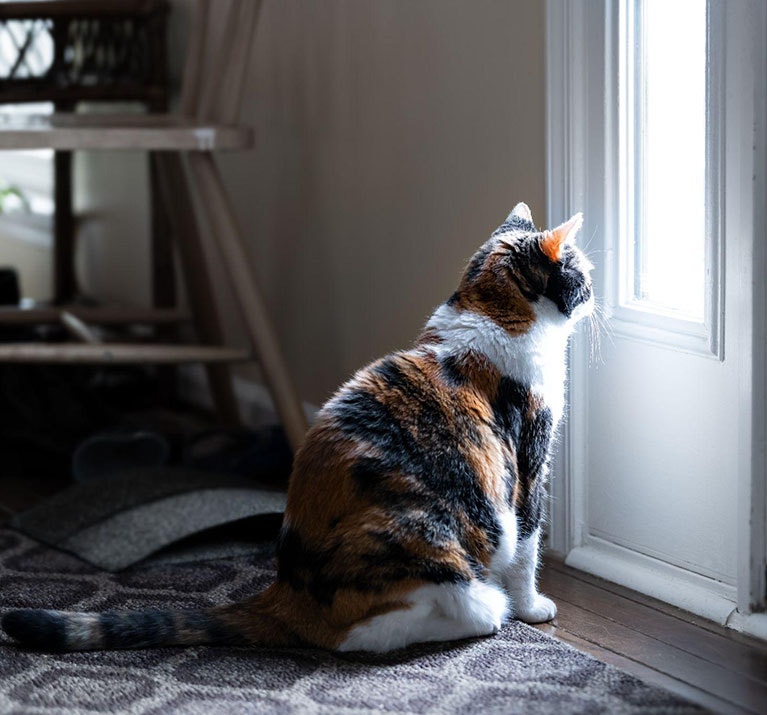 chat laissé seul