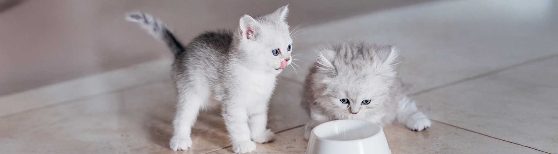 Deux chatons blancs mangent dans la même gamelle.