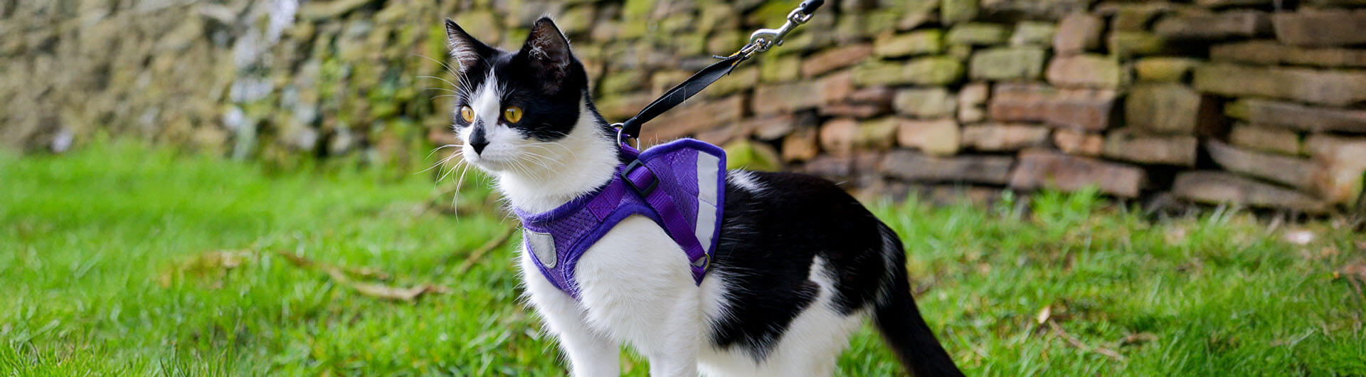Chat noir et blanc en harnais regardant au loin