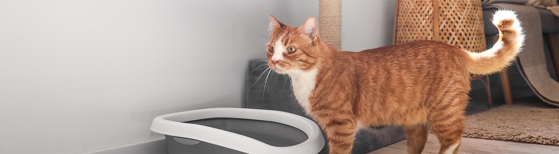 Chat roux mignon près d'une litière dans une pièce