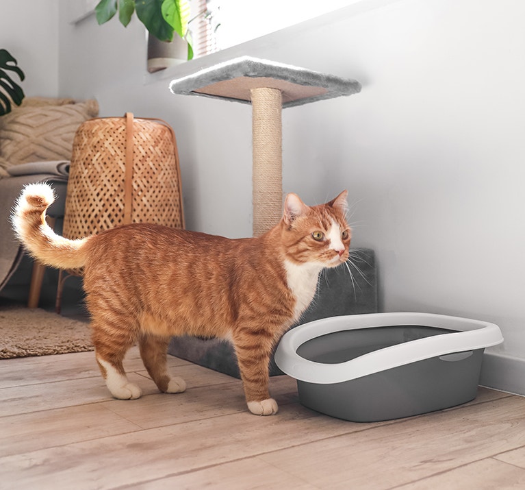 Chat roux mignon près d'une litière dans une pièce