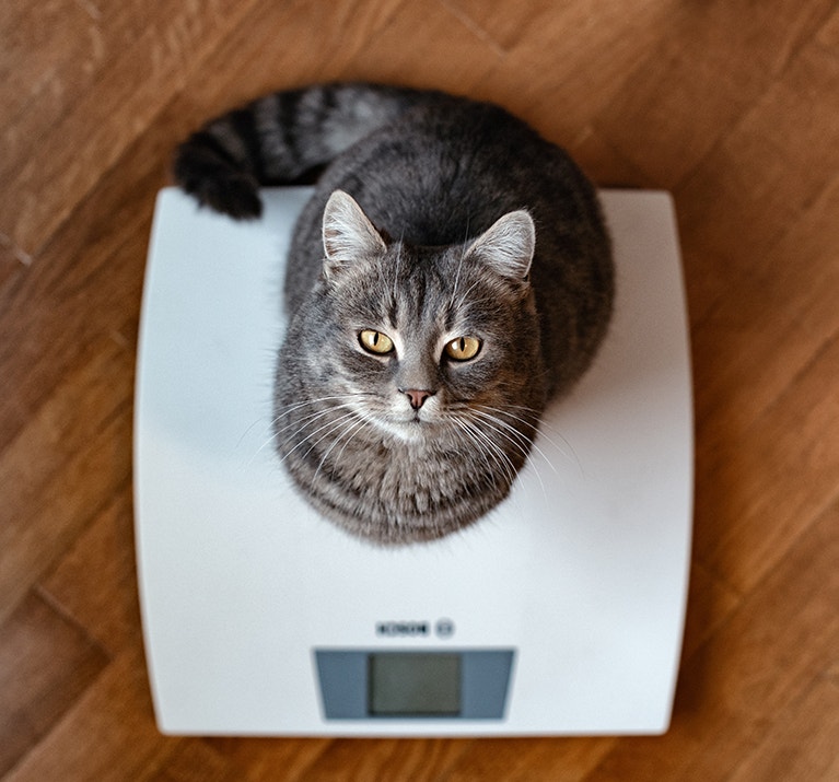 Chat debout sur la balance. Photo des pattes d'un chat debout sur une balance. Un adorable chat tigré se tient debout sur la balance et lève les yeux.
