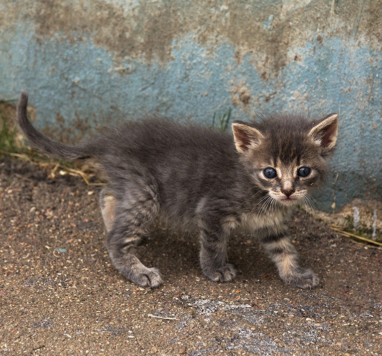 Petit chaton gris sans abri, tout doux, aux yeux bleus, sur le mur.
