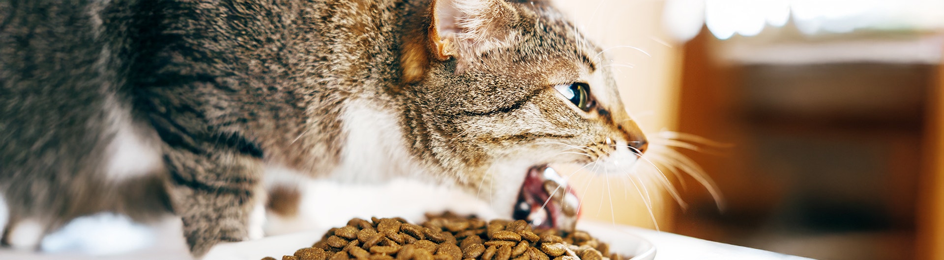 Chat tigré vomissant ses croquettes