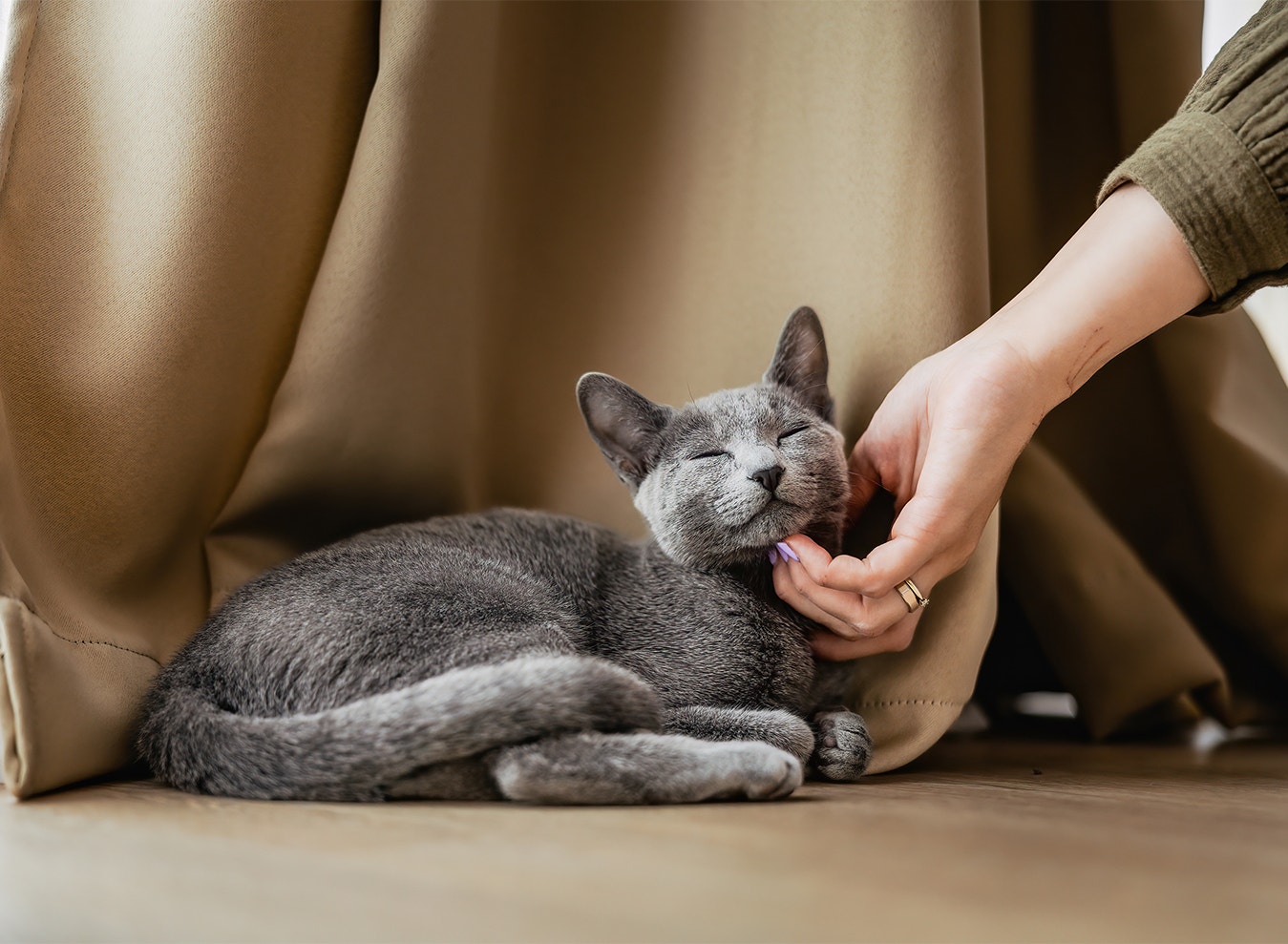 Suivez le rythme de votre chat