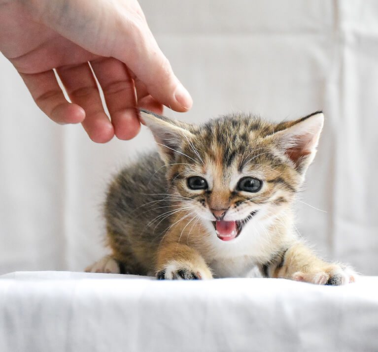 Les miaulement du chat