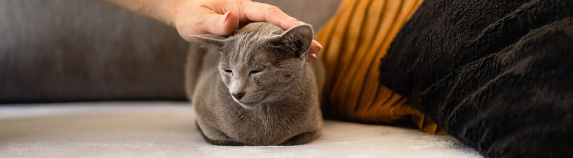 Chat gris se fait caresser sur le canapé