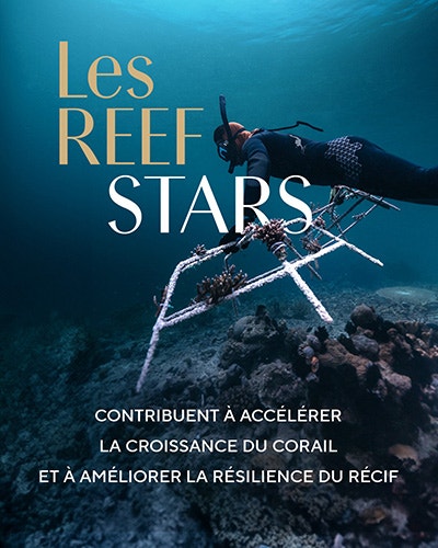 Les Reef Stars