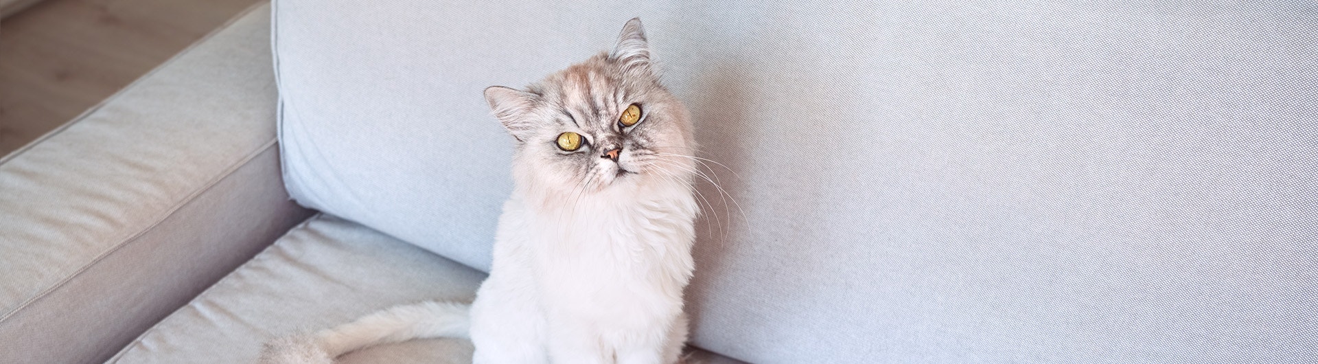 Un chat assis près d'une tache d'urine ou de pipi sur le canapé.