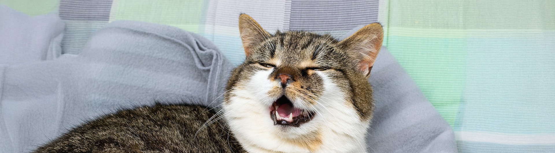 Symptôme coup de froid chat : réalité ou mythe ?