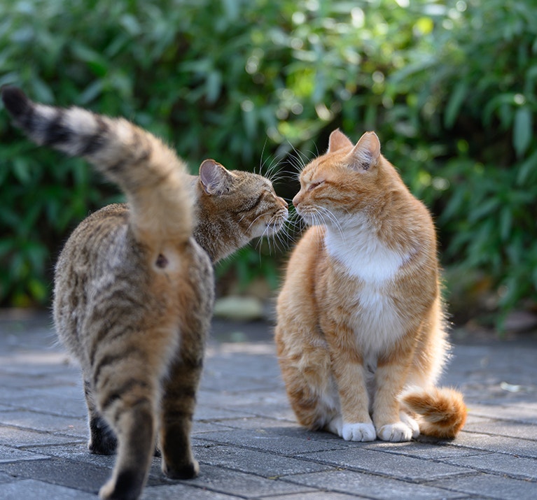 Deux chats s'entendant bien dans le jardin