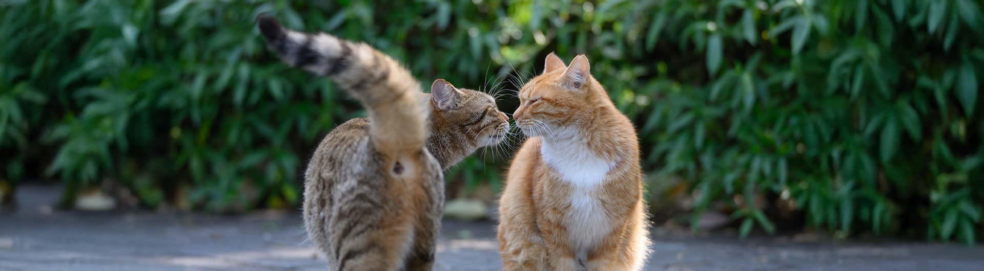 Deux chats s'entendant bien dans le jardin