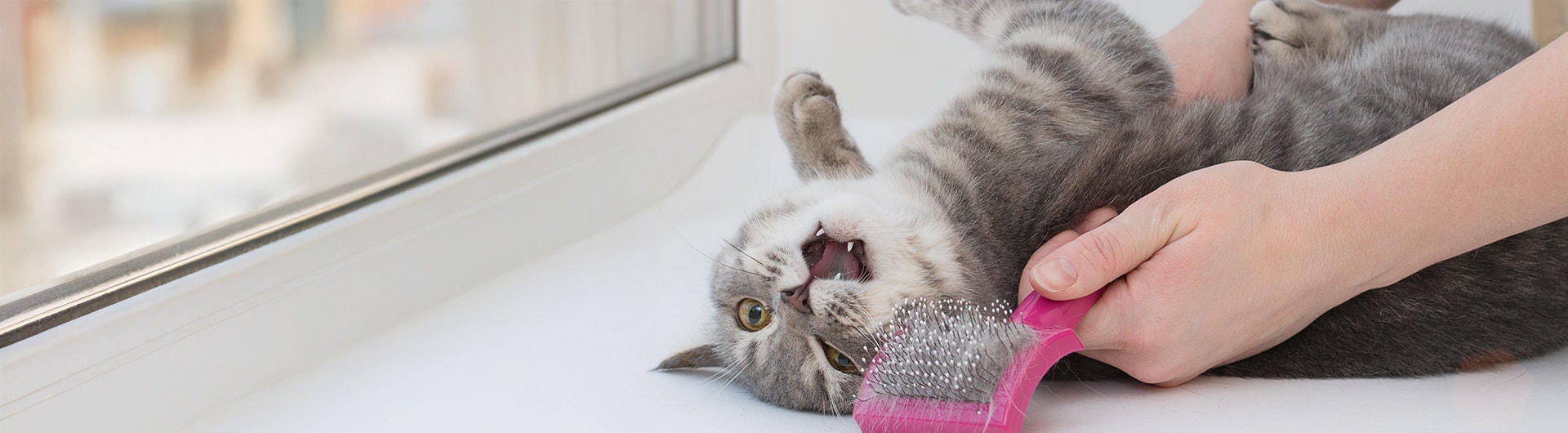 Gros plan sur un chat couché, en colère, la gueule ouverte et l'air furieux.
