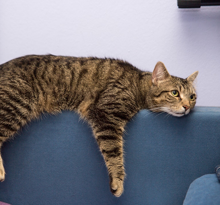 Chat drôle, fatigué ou ennuyé, allongé sur un canapé