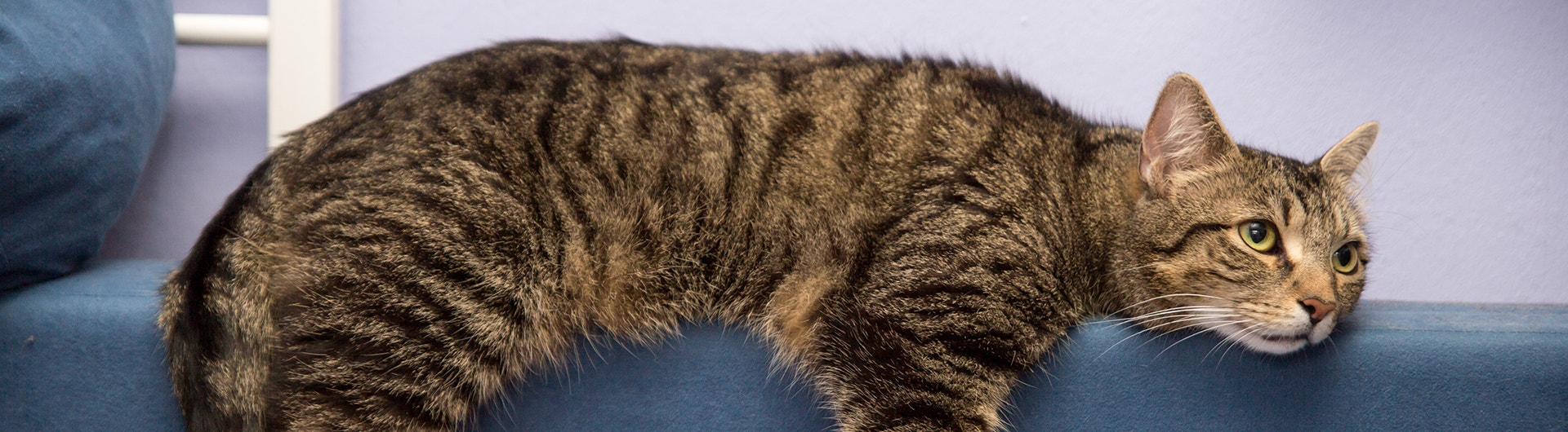 Chat drôle, fatigué ou ennuyé, allongé sur un canapé