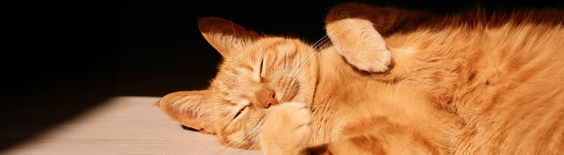 Chat roux couché sur le dos, les yeux fermés, se relaxant au soleil