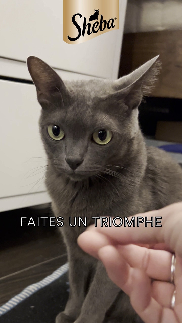 Ignored to Adored 3 cover image