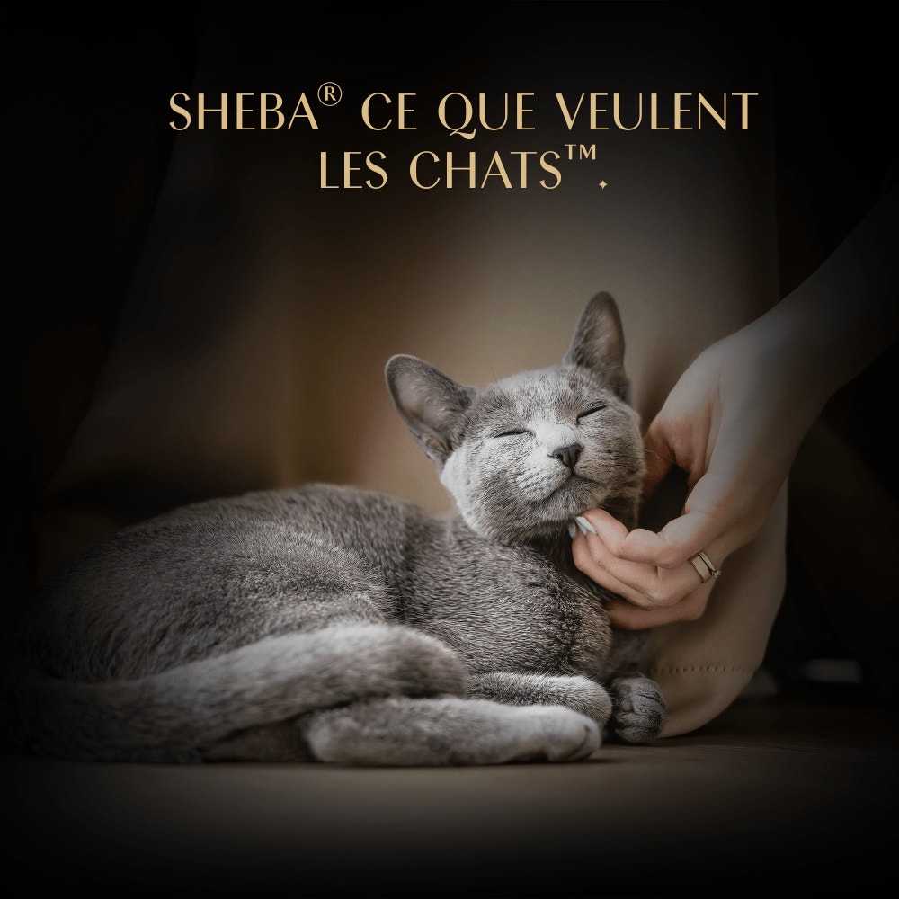 Soupe Sachets Fraîcheur Au Filets De Poulet 4 x 40g - 6