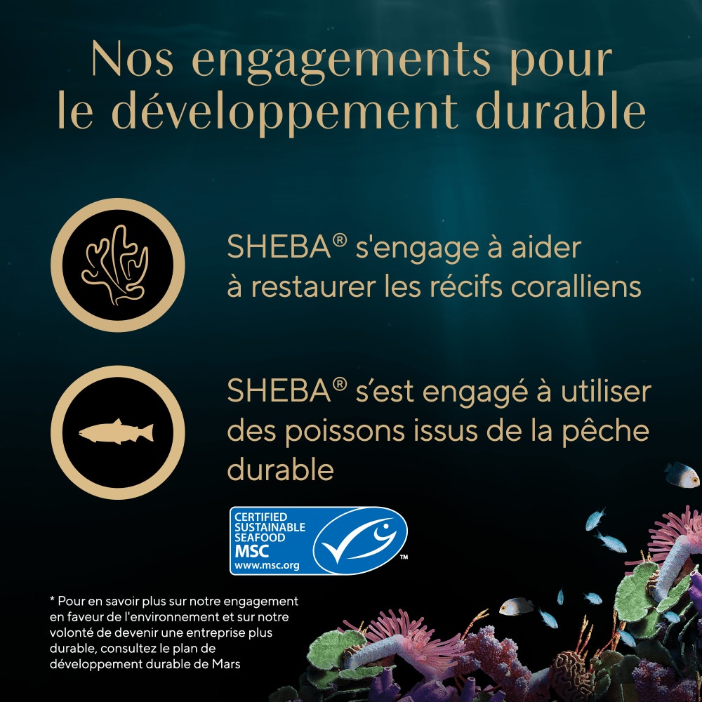 Poulet Aux Crevettes Et Aux Poissons De L'Océan 1 x 60g - Filets - 6