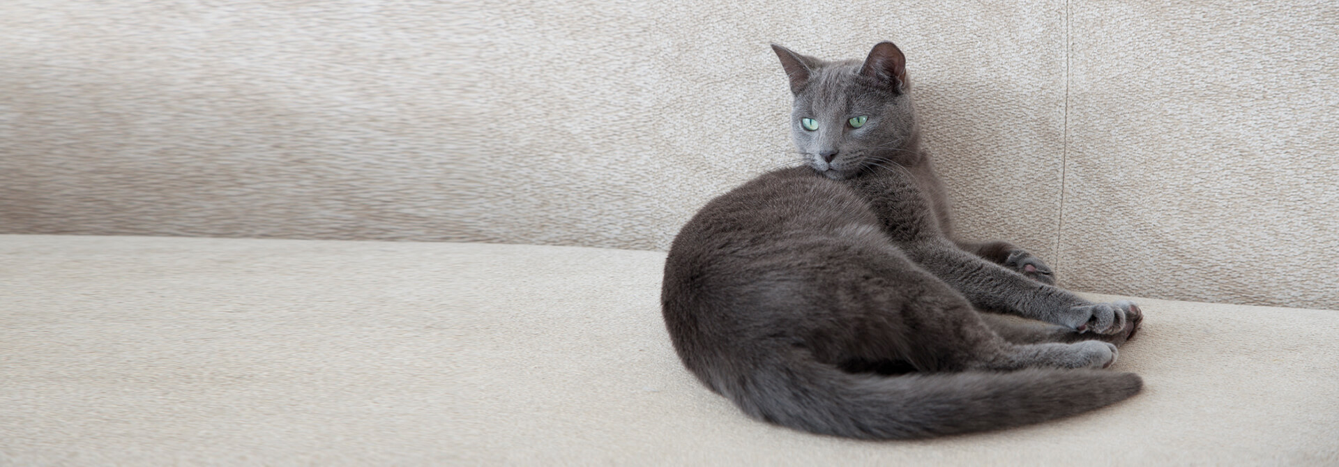Chat gris se prélassant sur un tapis de couleur claire