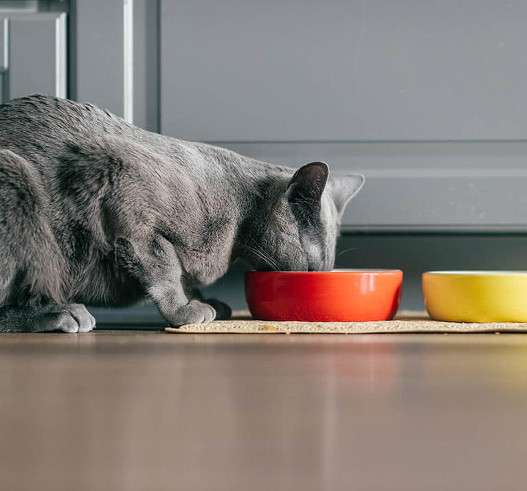 Nourriture humide: tous les avantages pour votre chat et sa santé