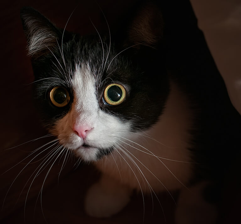 Chat noir et blanc caché sous le lit