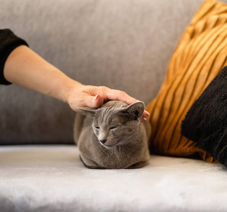 Chat gris se fait caresser sur le canapé