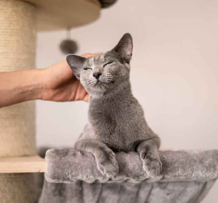 Chat gris sur un arbre à chat se fait caresser par son maître