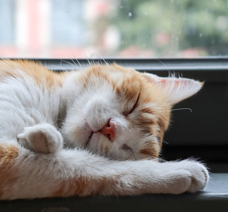 Un chat roux et blanc dort sous la fenêtre