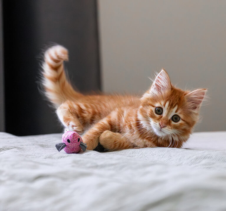 Un chaton roux joue avec un peluche rose sur le lit