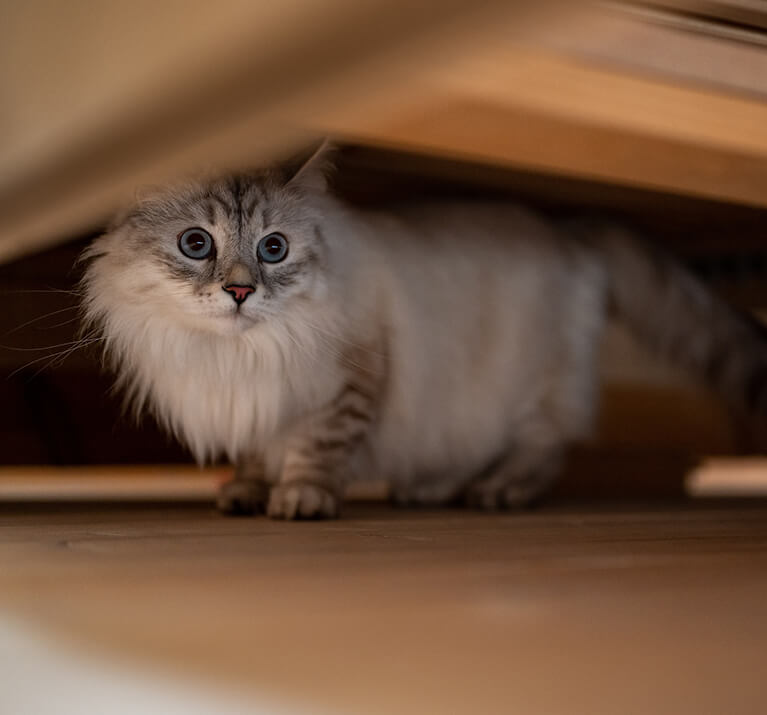 Chat gris à poil long caché sous le lit