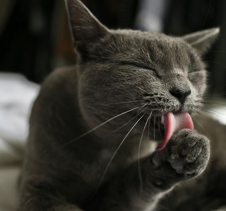 grey cat licking paw
