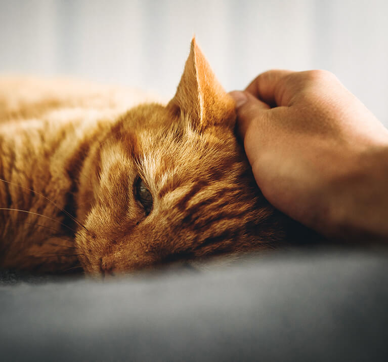 Un chat roux allongé se fait caresser par son maître.
